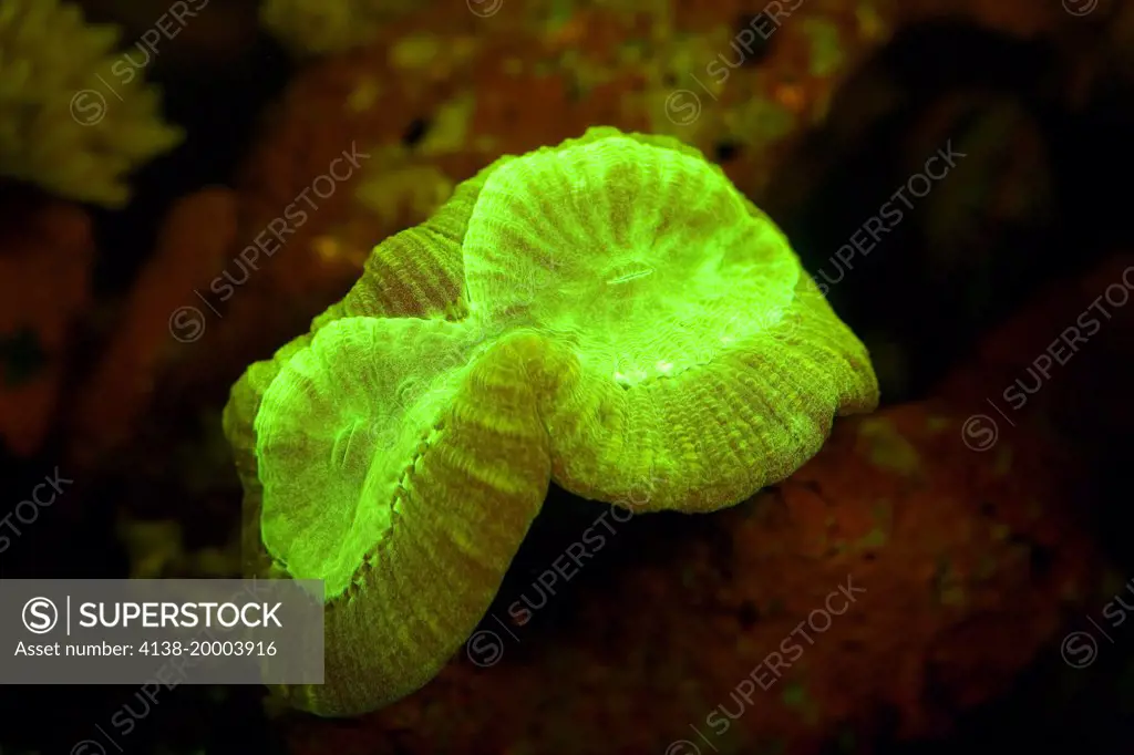 Caulastrea furcata, trumpet coral, torch coral, candy cane coral, bullseye coral showing fluorescent colors when photographed under special blue light and filter. Photographed in aquarium. Portugal