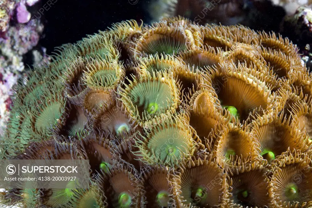 Protopalythoa sp., soft coral, phototographed in aquarium with visible light. Portugal
