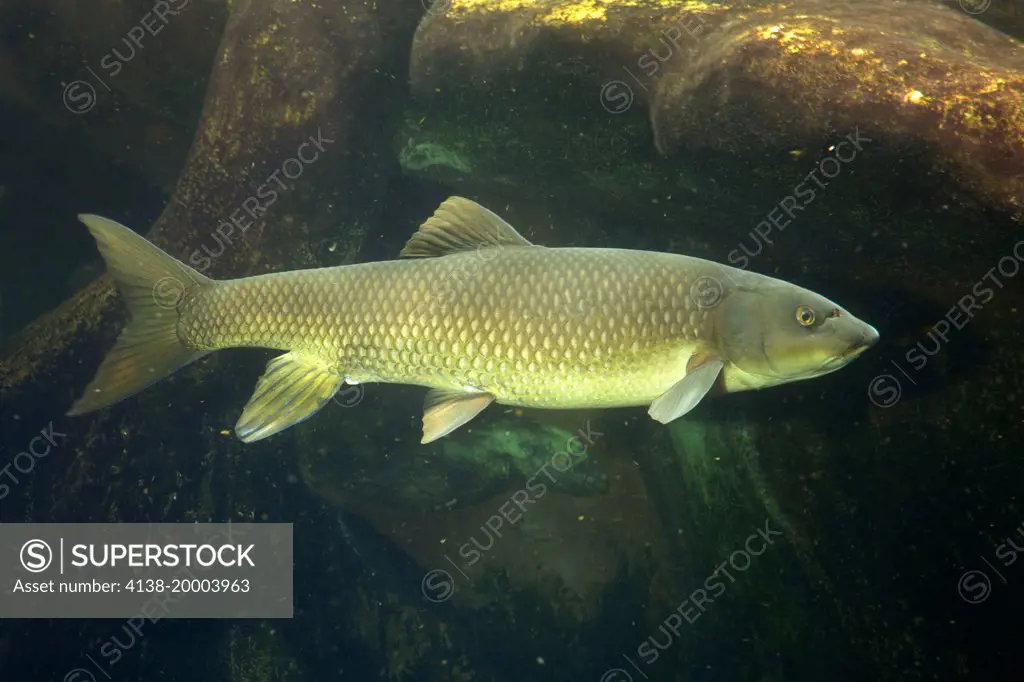 Iberian barbel, Luciobarbus bocagei. Photographed in aquarium. Portugal