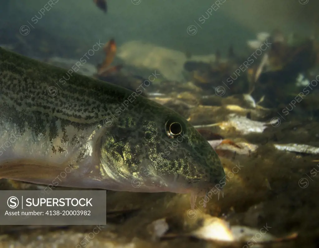 Northern Iberian spined-loach, Cobitis paludica. Head detail. Is one of three endemic Iberian loaches, and is restricted to the Duero, Ebro and Tajo river basins of northern Spain and Portugal. Digital composite. Portugal