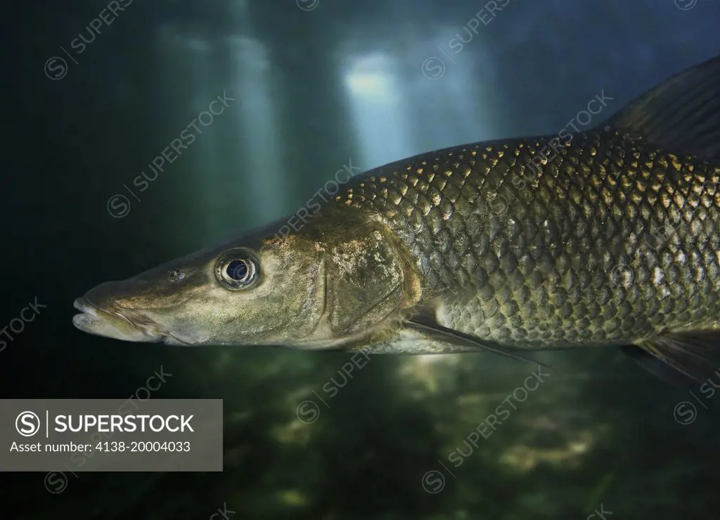 Portuguese barbel, Luciobarbus comizo. Detail of head. Digital composite. Portugal