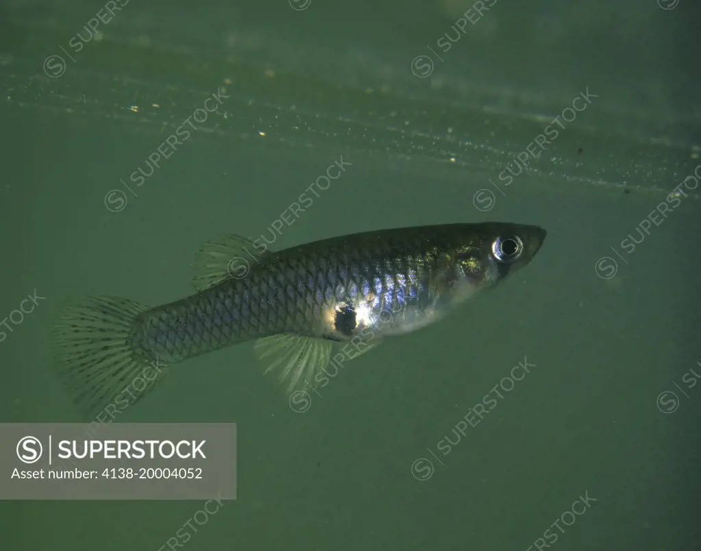 Eastern mosquitofish, Gambusia holbrooki, female. Aquarium photography. Portugal