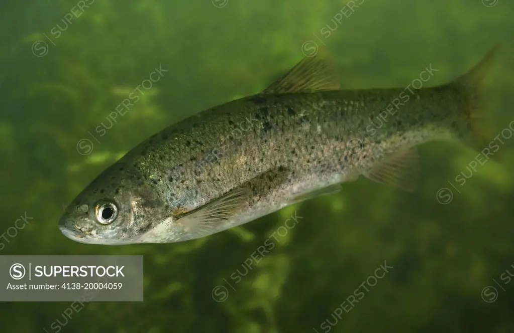 Iberian arched-mouth nase, Iberochondrostoma lemmingii. Species restricted to the Tajo, Guadiana, Odiel and Guadalquivir river basins in Portugal and Spain. Digital composite. Portugal