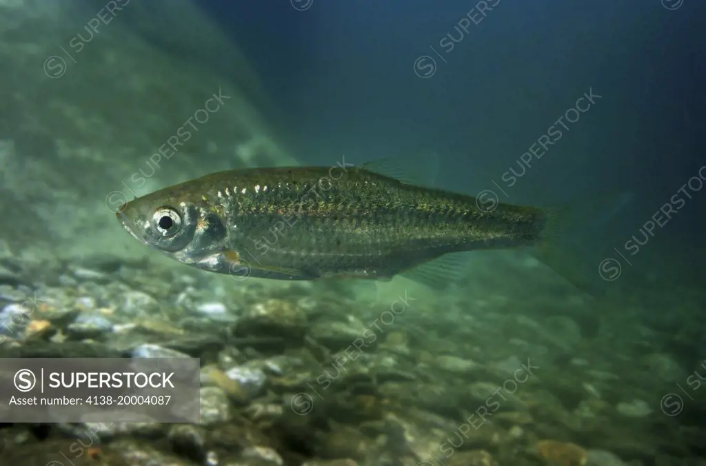 Escalo-do-Arade, Squalius  aradensis. Endemic species to Portugal. Restricted to three river basins Arade, Algibre and Bordeira. Digital composite. Portugal