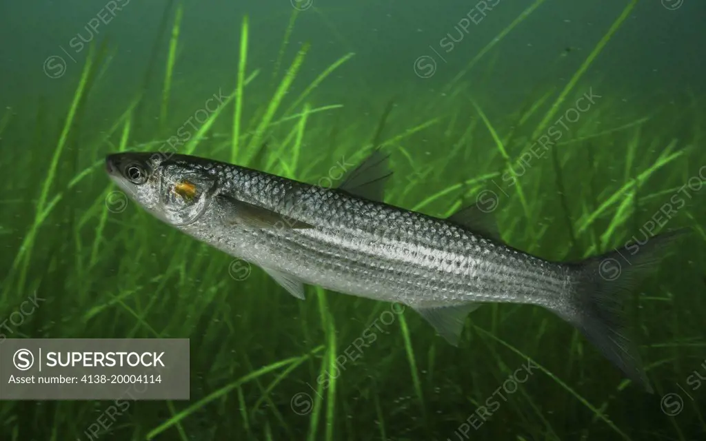 Leaping mullet, Liza saliens, on estuary environment. Digital composite. Portugal