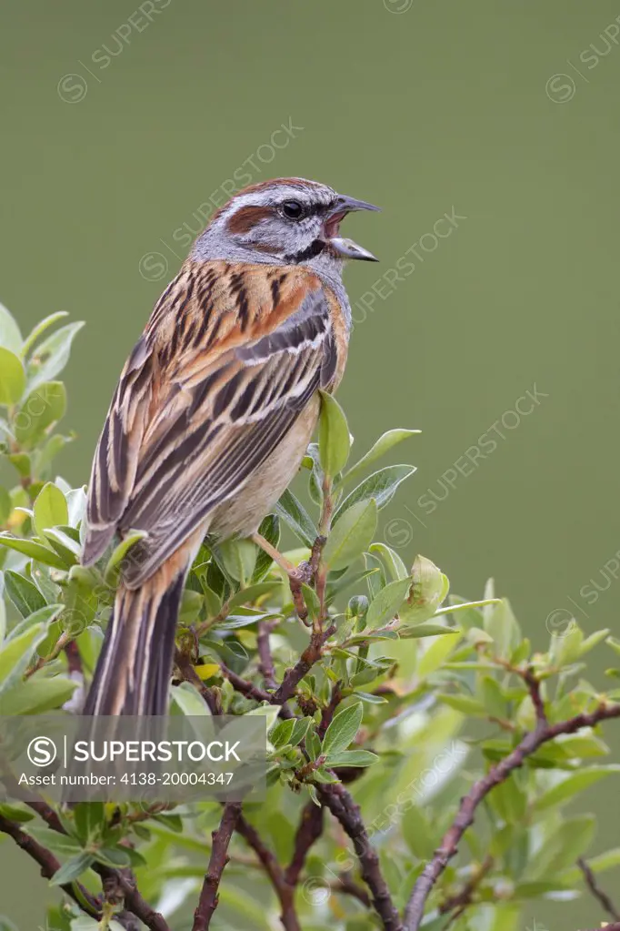 Godlewski's bunting (Emberiza godlewskii) China