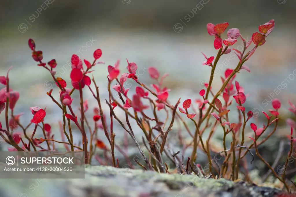 Northern Bilberry (Vaccinium uliginosum) leaves in autumn colour, growing on rock, Muonio, Lapland, Northwest Finland, september