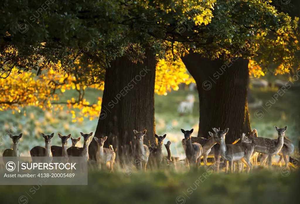 Fallow deer under oak trees in dawn back light, Dama dama, Quercus, Ripon, Yorkshire, England, UK