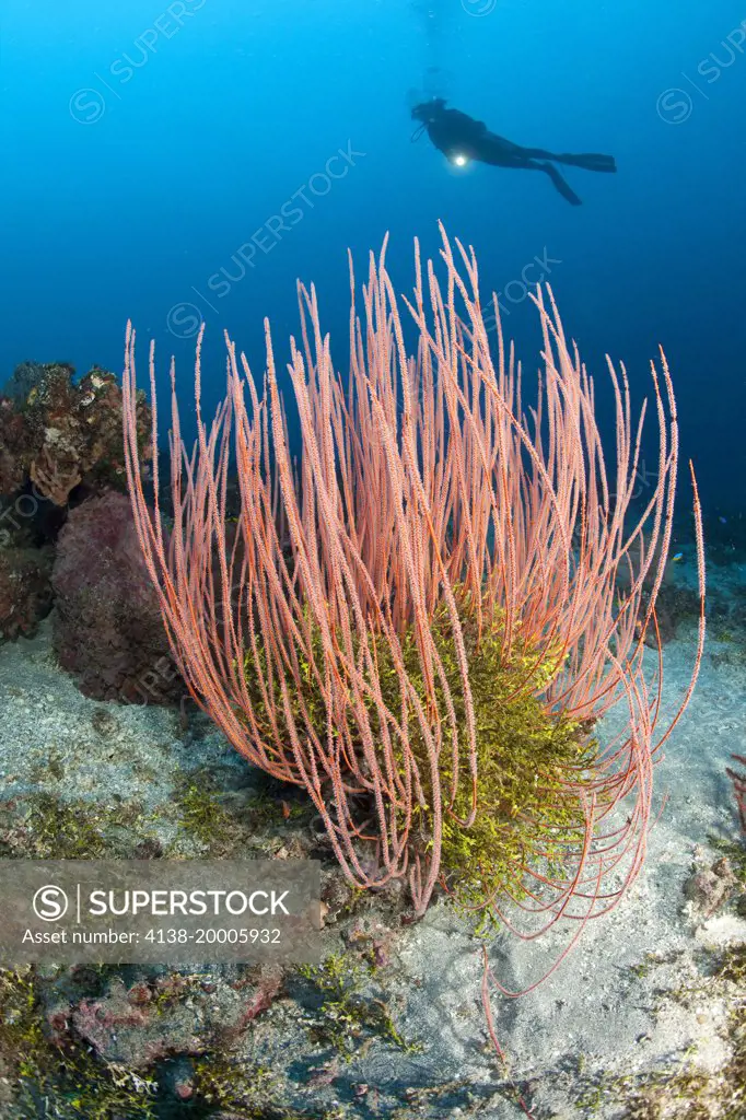 Scuba diver and red sea whips, Ellisella sp., Halmahera, Moluccas Sea, Indonesia, Pacific Ocean