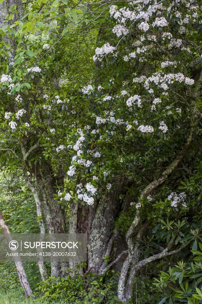 Mountain Laurel, Blue Ridge Parkway, North Carolina