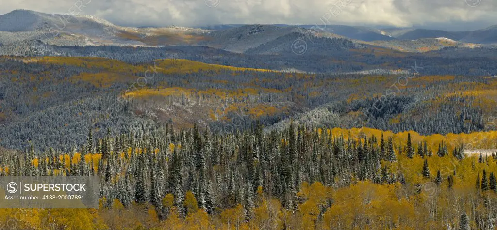 Evergreens and Aspens, Fall Snow storm near Encampment Wyoming,  Aspen Alley, Battle Mountain Pass,Medicine Bow Mountains and National Forest