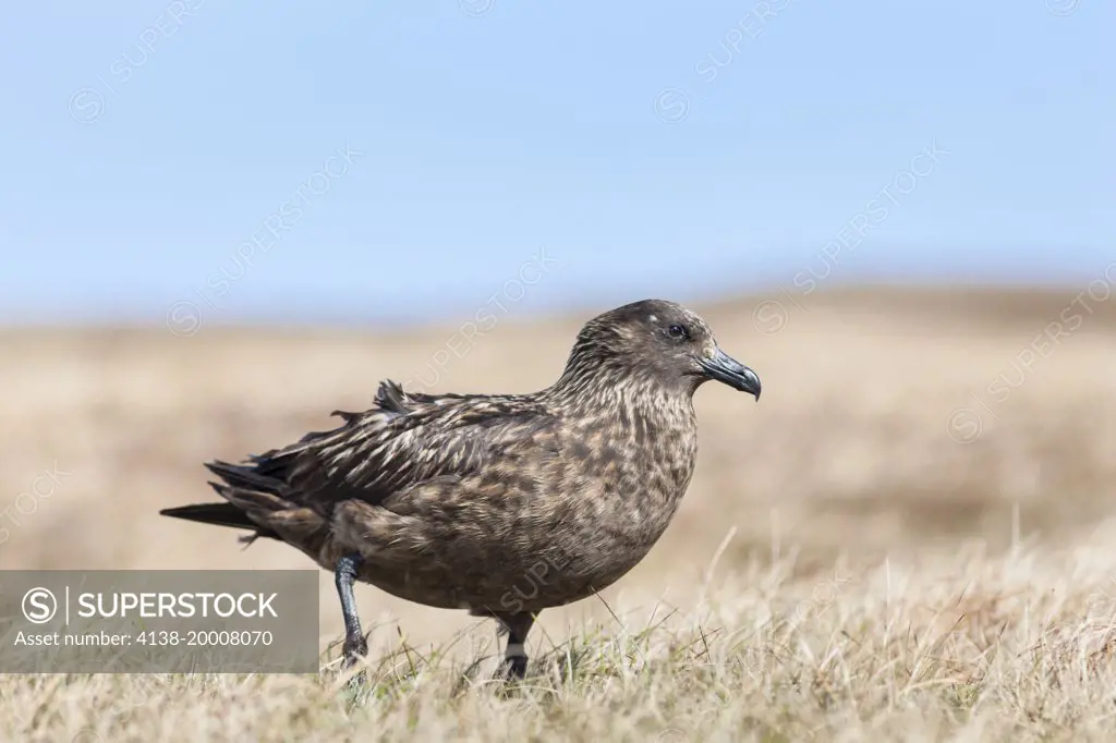 Great Skua or Bonxie (Stercorarius Skua), Hermaness Bird reserve, Unst. Europe, Great Britain, Scotland, Northern Isles, Shetland, May