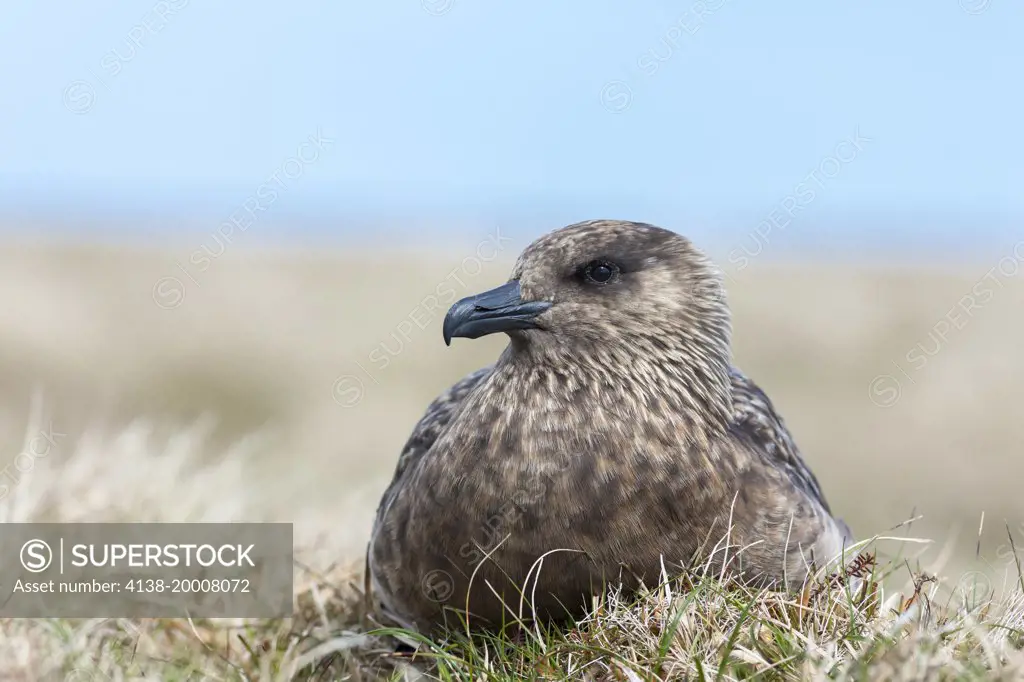 Great Skua or Bonxie (Stercorarius Skua), Hermaness Bird reserve, Unst. Europe, Great Britain, Scotland, Northern Isles, Shetland, May