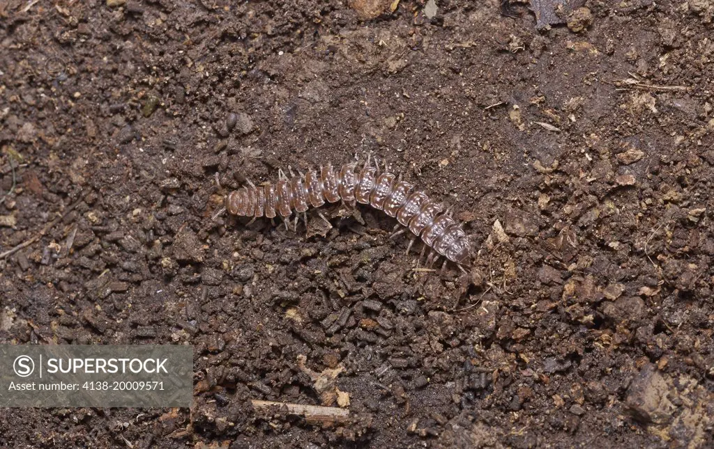 CENTIPEDE (Polydesmus sp) a group that have flat extensions on their upper surface. Sussex, England