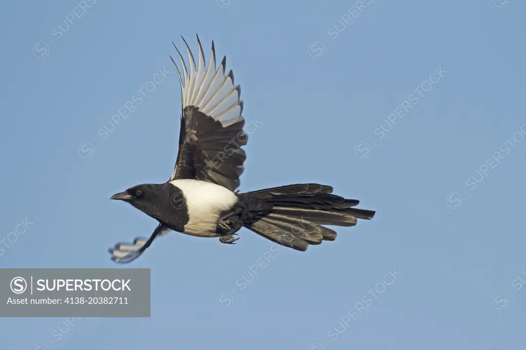 Black-billed Magpie, Pica pica, adult in flight, winter, Norfolk UK