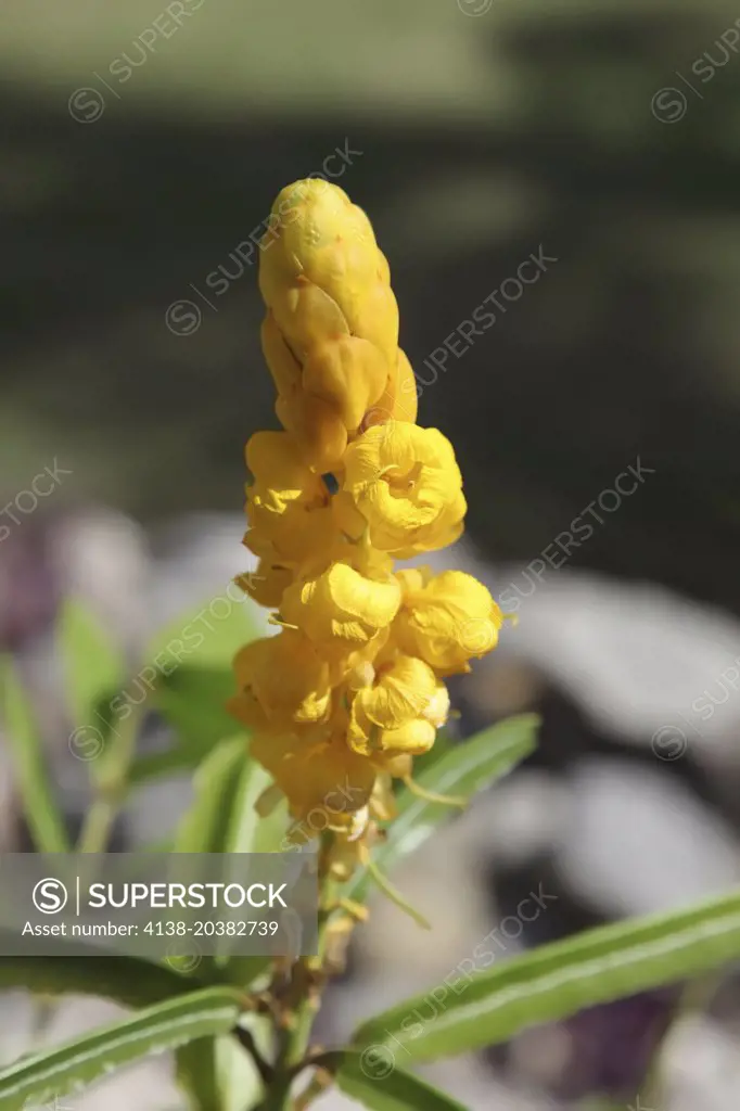 Cassia alata (Winged Cassia, Seven Golden Candlesticks, Empress Candle Plant, Ringworm Cassia) flowers growing in Guardalavaca, Cuba. Cassia alata has medicinal properties and is commonly used for treating ringworm and other fungal infections of the skin.