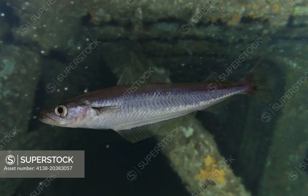 Blue whiting, Micromesistius poutassou, lateral view. Composite image. Portugal