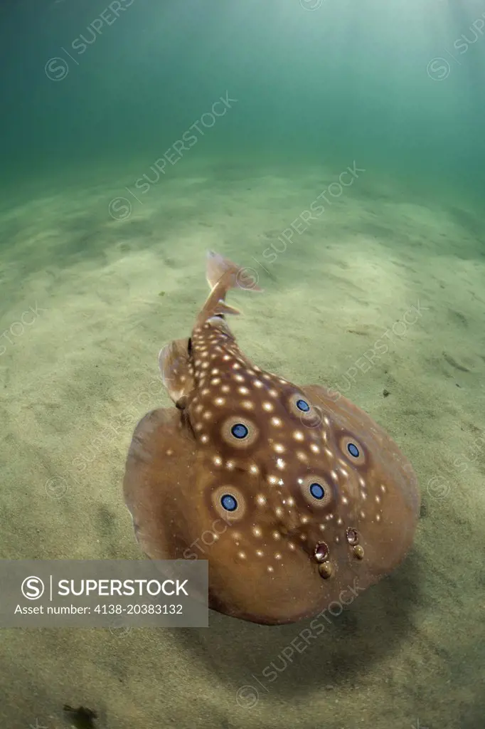 Common torpedo, Torpedo torpedo. Dorsal view over sand bottom. Composite image. Portugal.