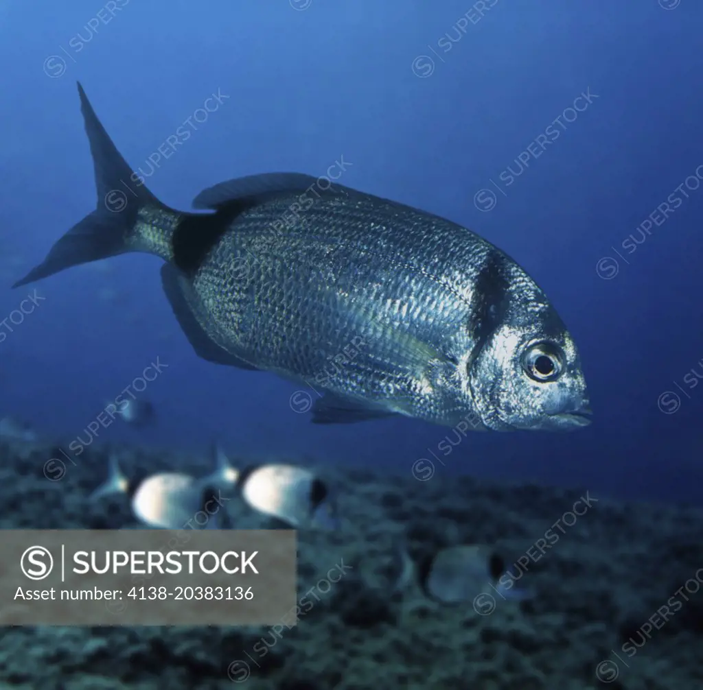 Common two-banded seabream; Diplodus vulgaris. Lateral view. Composite image. Portugal.