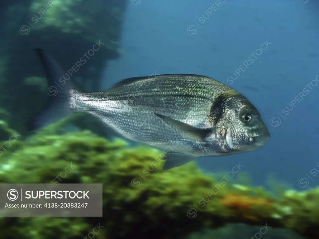 Still life, gilt-head sea bream (Sparus aurata), Orata, Isle of Capri,  Campania, Italy, Europe Stock Photo - Alamy