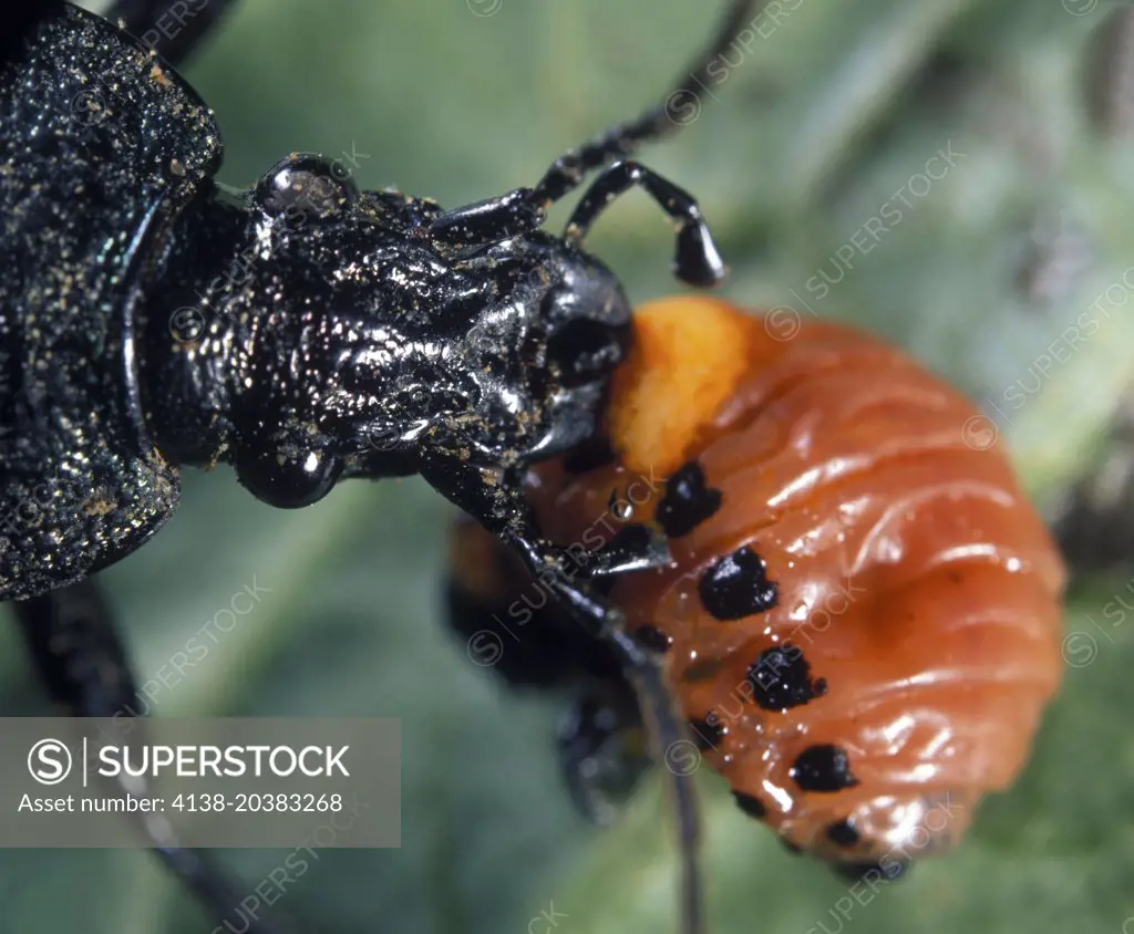 Ground beetle, Carabus granulatus, eating Colorado beetle larvae. Portugal.