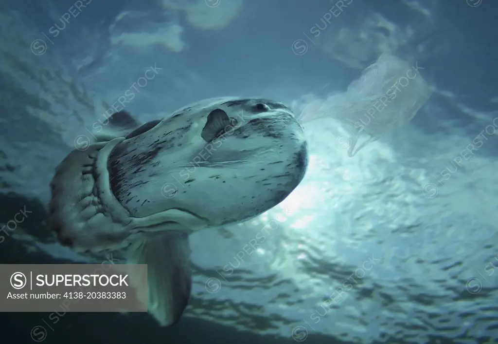 Ocean sunfish, Mola mola, trying to eat a plastic bag mistaken by a jellyfish, or medusa, that is a natural food for him. Composite image. Portugal