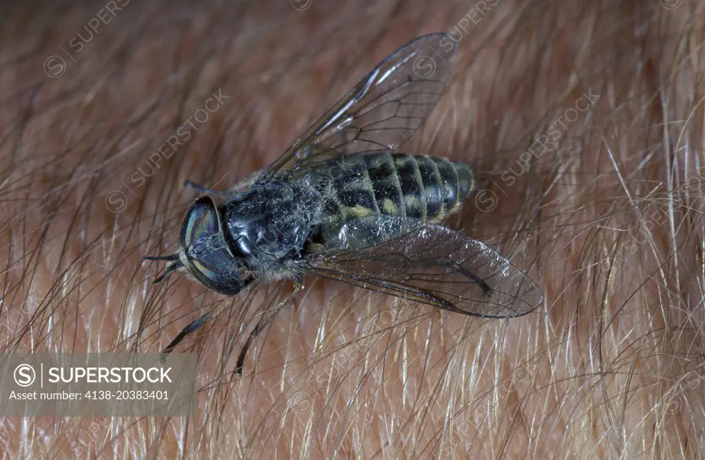 Pale giant horse-fly, Tabanus bovinus. Dorsal view over human skin. Portugal