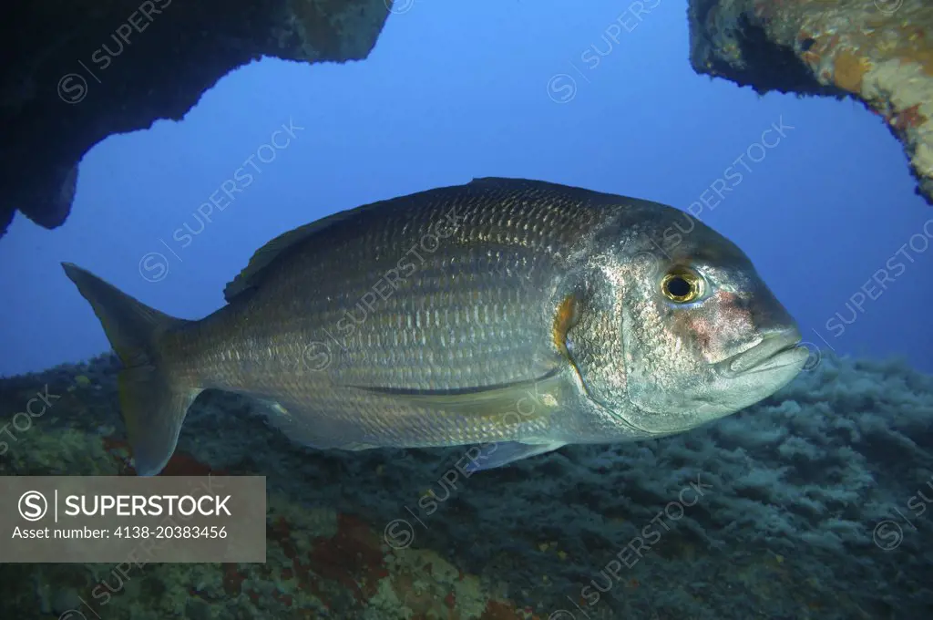 Red porgy; Pagrus pagrus. Lateral view inside cave. Composite image. Portugal.