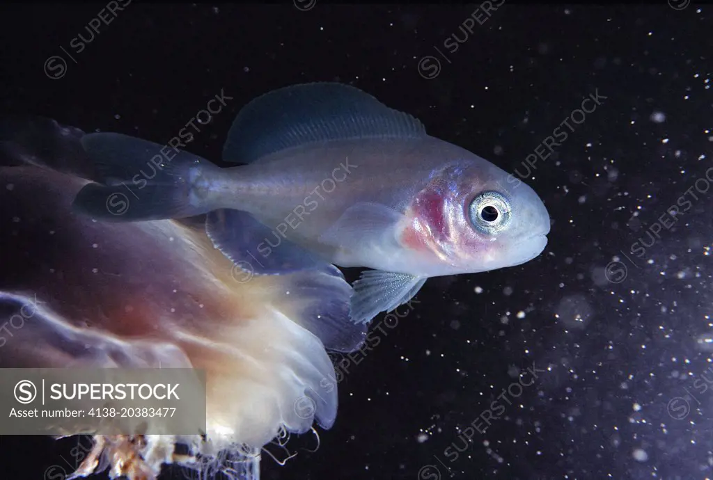 Rudderfish, Centrolophus niger. Lateral view of juvenile on medusa. Composite image. Portugal