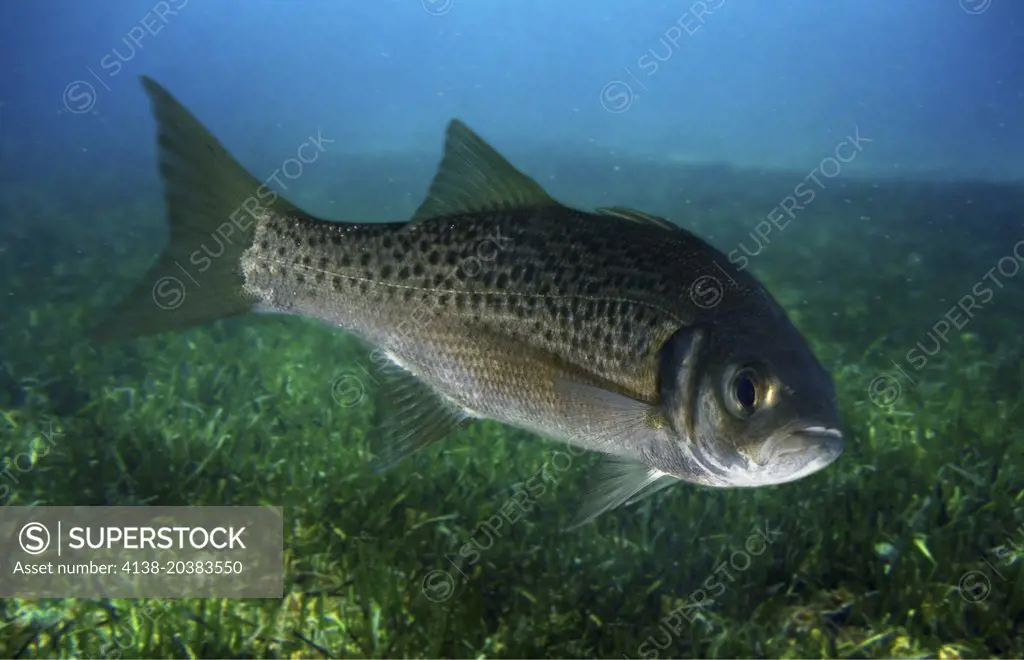 Spotted seabass, Dicentrarchus punctatus. Lateral view on estuary. Composite image. Portugal.