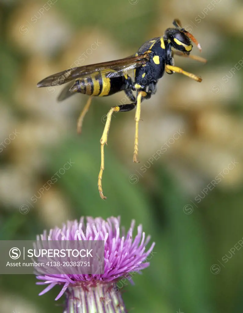 Paper wasp, Polistes nimpha, flying. Lateral view. Portugal