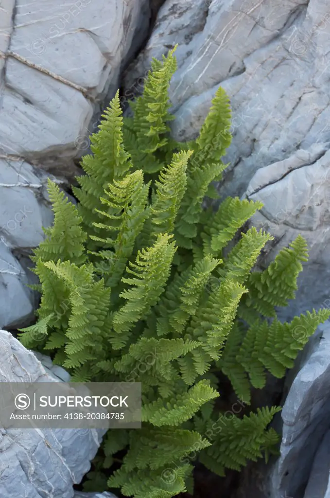 A mountain fern, Dryopteris villarii in limestone crevice. Maritime Alps. 