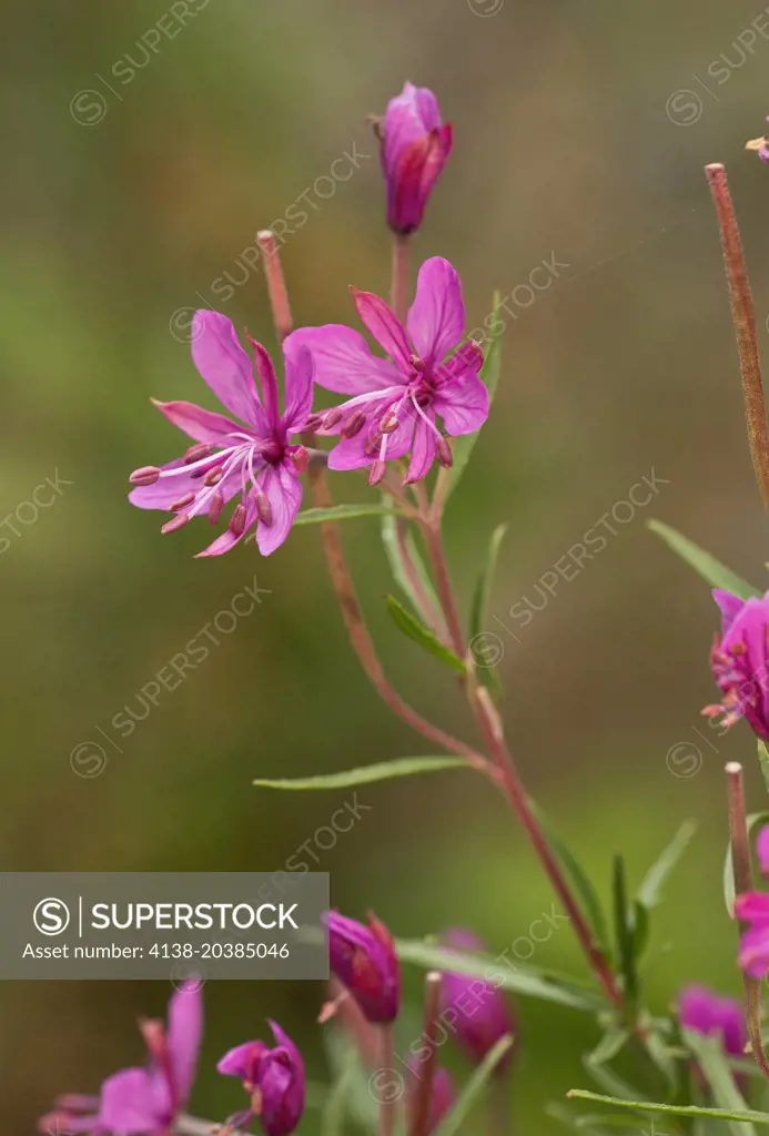 An alpine willowherb, Epilobium dodonaei in flower, french Alps.