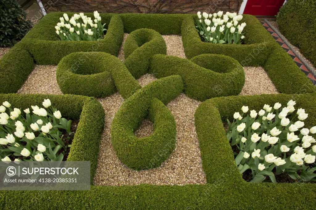 Knot garden, with box hedges and white tulips in a private garden in Wimborne. Designer Carol Pytlik. Dorset.