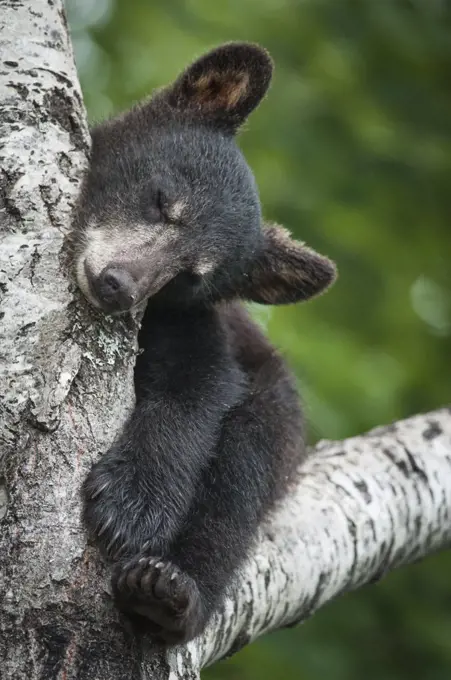 Black bear cub, Ursus americana, sleeping in tree, New Brunswick, Canada