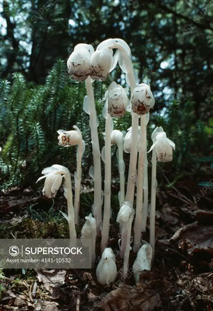 indian pipe or corpse plant monotropa uniflora (saprophyte or root parasite)