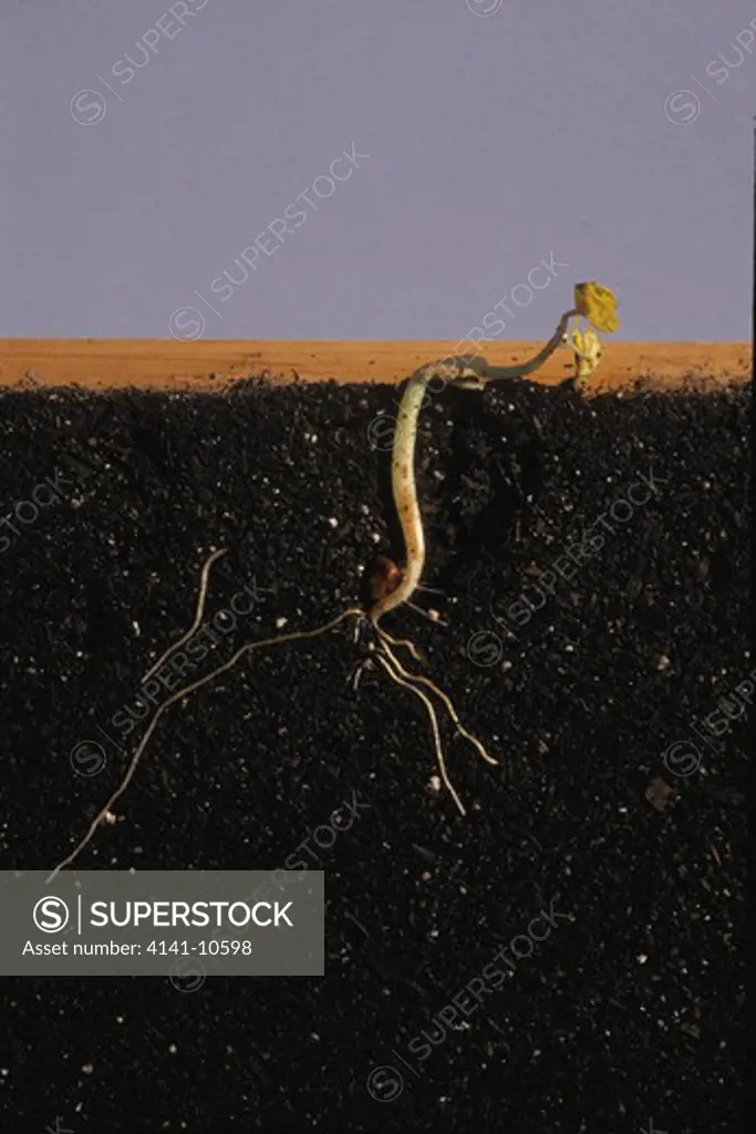 green bean seed growth 8 days: seed is pushing leaves through soil surface for light to photosynthesize. sequence g, no. 6/9. 