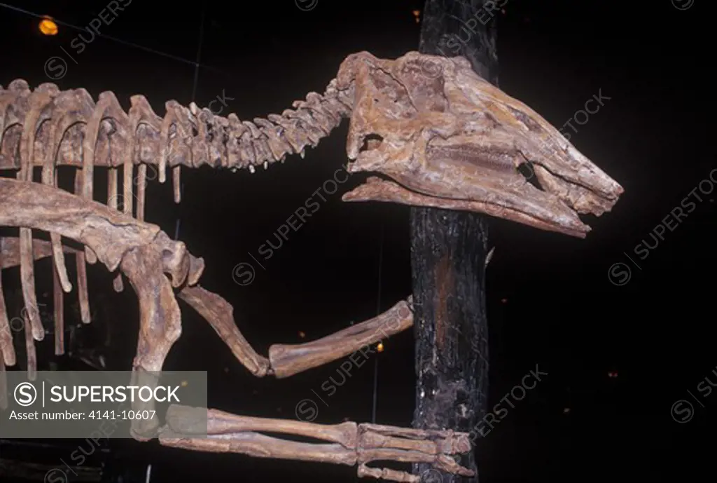 prosaurolophus skeleton plant-eating hadrosaur with up to 2000 teeth. drumheller museum, alberta, canada.