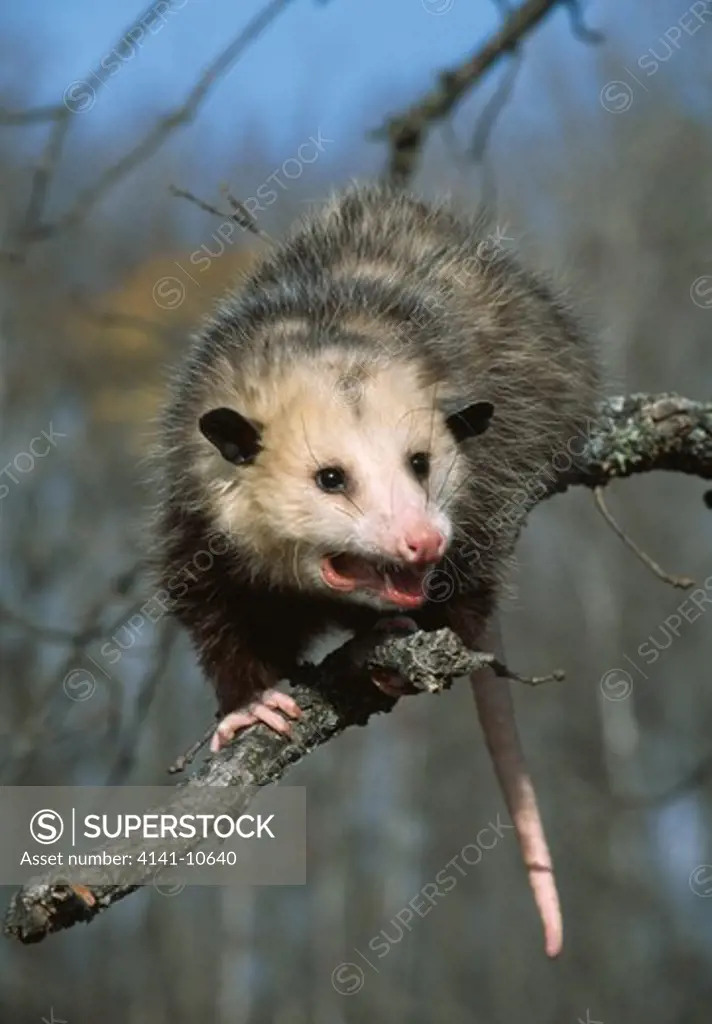 opossum on branch didelphis sp. hissing in threat posture minnesota, usa