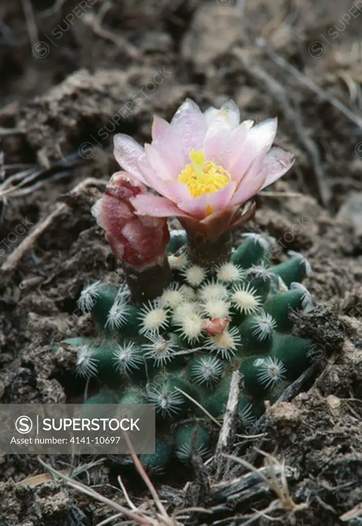 knowlton cactus pediocactus knowltonii one of the world's rarest usa. 