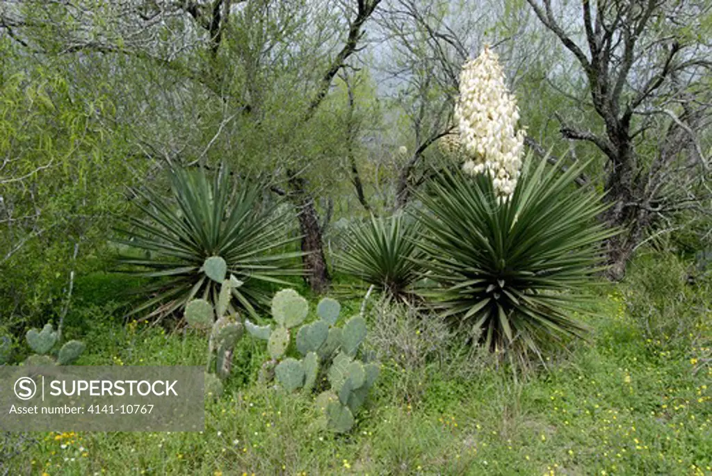 southern texas habitat with spanish dagger or thick-leaf yucca in bloom (yucca treculeana), mesquite trees and prickly pear cactus. spring season. texas. north america. 