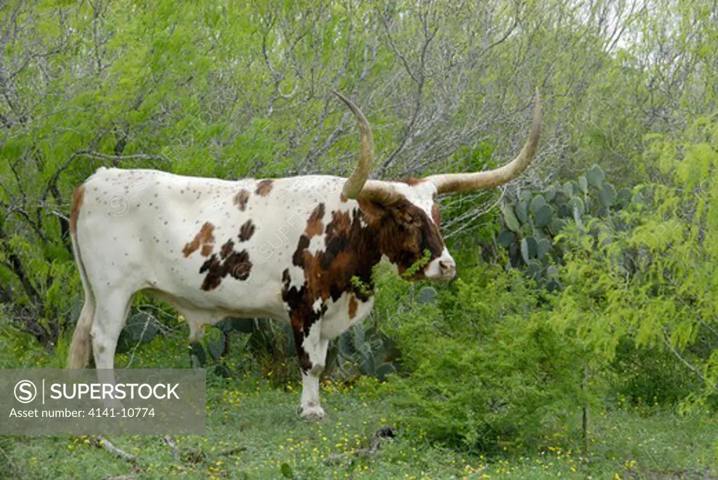 texas longhorn bull in scrubland texas, north america. 