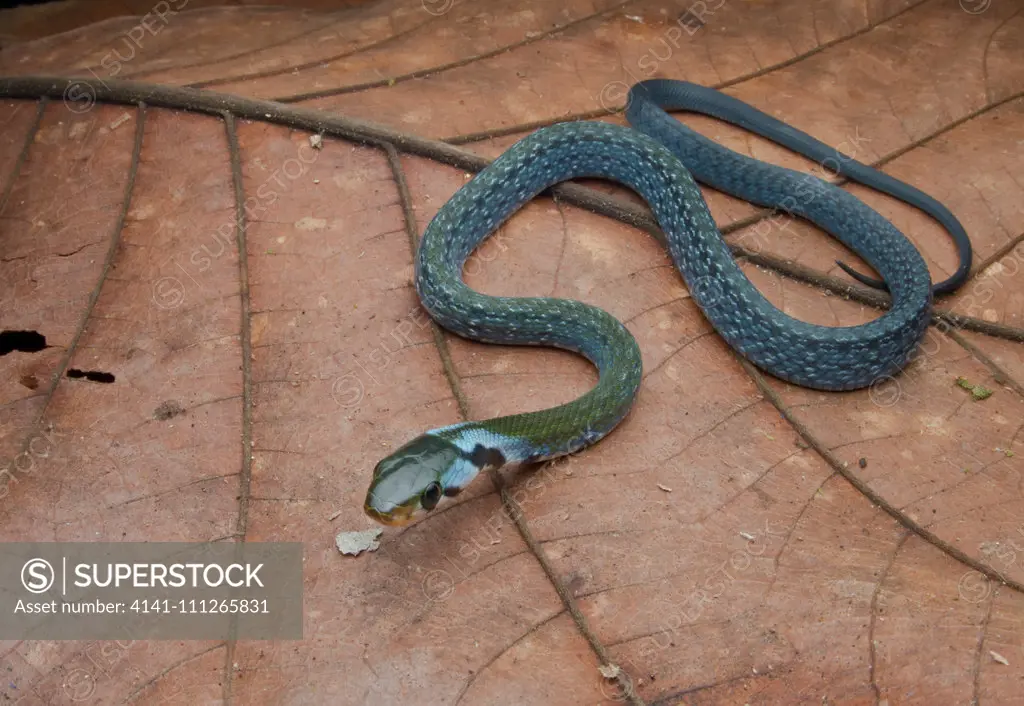 Juvenile Black Copper Rat Snake (Coelognathus flavolineatus), Poring, Sabah, Malaysian Borneo.