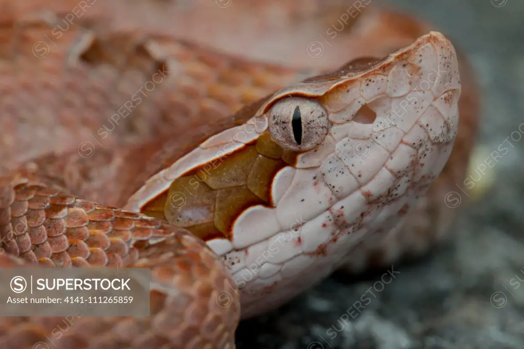 Macro profile head shot of a Malayan Pit Viper (Calloselasma rhodostoma), Krabi, Thailand.