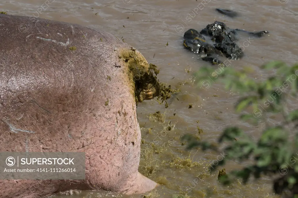 Hippopotamus (Hippopotamus amphibius) scattering poo with tail to mark territory, Serengeti National Park, Tanzania.