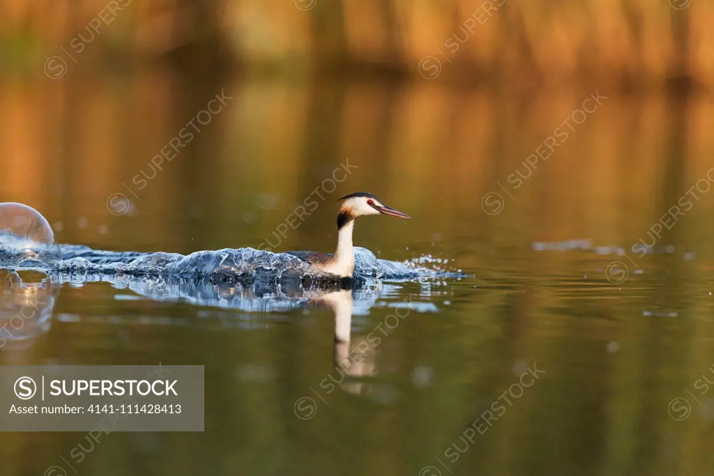 Great Crested Grebe (Podiceps cristatus) adult breeding plumage, swimming at speed across water, Danube Delta, Romania, June