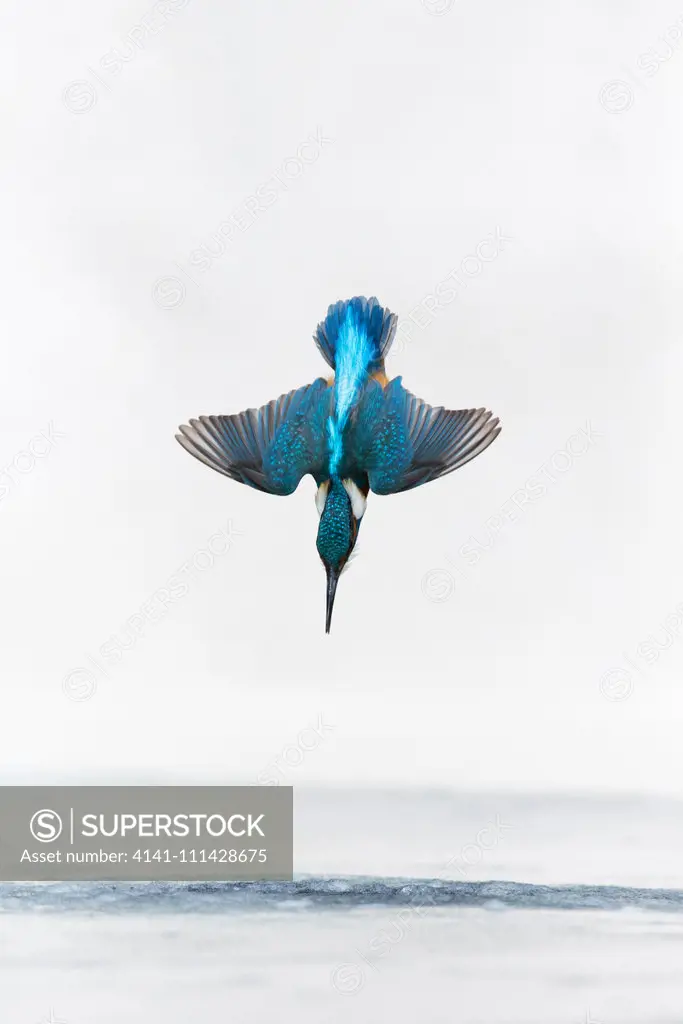 Common Kingfisher (Alcedo atthis) adult male, diving into hole in ice, Suffolk, England, February