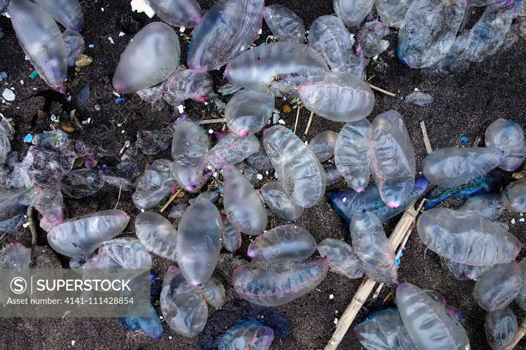 Portuguese man o' war, Physalia physalis, washed ashore. Despite its appearance, the Portuguese man o' war is not a true jellyfish but a siphonophore, which is not actually a single multicellular organism (true jellyfish are single organisms), but a colonial organism made up of many specialized animals of the same species, called zooids or polyps. These polyps are attached to one another and physiologically integrated, to the extent that they cannot survive independently, creating a symbiotic re