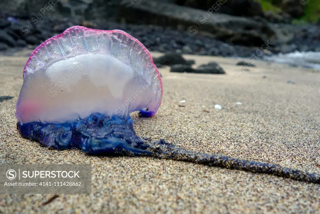 Portuguese man o' war, Physalia physalis, washed ashore. Despite its appearance, the Portuguese man o' war is not a true jellyfish but a siphonophore, which is not actually a single multicellular organism (true jellyfish are single organisms), but a colonial organism made up of many specialized animals of the same species, called zooids or polyps. These polyps are attached to one another and physiologically integrated, to the extent that they cannot survive independently, creating a symbiotic re