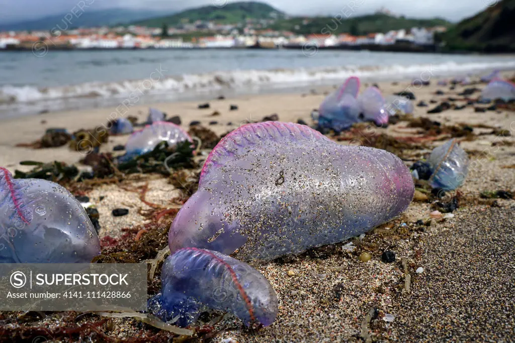 Portuguese man o' war, Physalia physalis, washed ashore. Despite its appearance, the Portuguese man o' war is not a true jellyfish but a siphonophore, which is not actually a single multicellular organism (true jellyfish are single organisms), but a colonial organism made up of many specialized animals of the same species, called zooids or polyps. These polyps are attached to one another and physiologically integrated, to the extent that they cannot survive independently, creating a symbiotic re